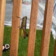 ヒメ日記 2025/08/04 08:17 投稿 小栗彩矢 ローテンブルク