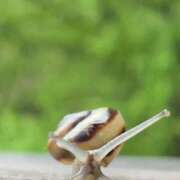 ヒメ日記 2025/09/09 04:55 投稿 小栗彩矢 ローテンブルク