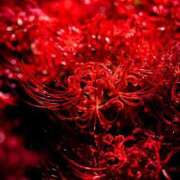 ヒメ日記 2025/09/29 07:56 投稿 小栗彩矢 ローテンブルク