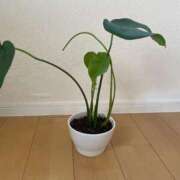 ヒメ日記 2025/11/30 13:48 投稿 小栗彩矢 ローテンブルク