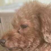 ヒメ日記 2026/03/01 19:23 投稿 小栗彩矢 ローテンブルク