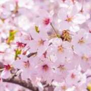 ヒメ日記 2026/04/02 22:45 投稿 小栗彩矢 ローテンブルク