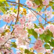 ヒメ日記 2026/04/05 08:02 投稿 小栗彩矢 ローテンブルク