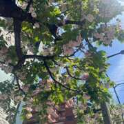 ヒメ日記 2026/04/12 11:33 投稿 小栗彩矢 ローテンブルク