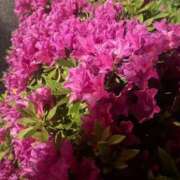 ヒメ日記 2026/04/22 09:34 投稿 小栗彩矢 ローテンブルク