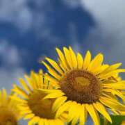 綾瀬なみ お礼です セカンドパートナー