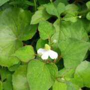 小川綾香 気持ちいい～ 五十路マダム 博多店