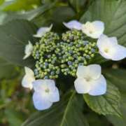 小川綾香 感謝✨ 五十路マダム 博多店