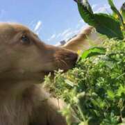 ヒメ日記 2025/07/28 06:45 投稿 モニカ 多恋人倶楽部（山口）