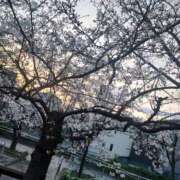 ヒメ日記 2026/04/03 12:07 投稿 のぎく 西川口淑女館