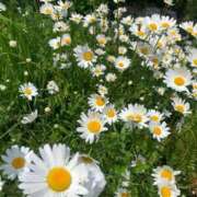 ヒメ日記 2025/06/10 11:29 投稿 桃谷 なこ しゃせきょっ!XX教育される制服女子たち