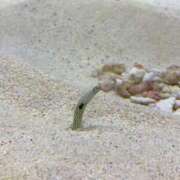 ヒメ日記 2025/06/12 12:04 投稿 桃谷 なこ しゃせきょっ!XX教育される制服女子たち