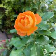 ヒメ日記 2025/06/14 20:39 投稿 桃谷 なこ しゃせきょっ!XX教育される制服女子たち