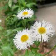 ヒメ日記 2025/06/26 03:29 投稿 桃谷 なこ しゃせきょっ!XX教育される制服女子たち