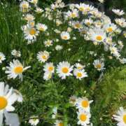 ヒメ日記 2025/10/11 17:19 投稿 桃谷 なこ しゃせきょっ!XX教育される制服女子たち