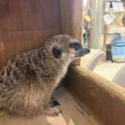 ヒメ日記 2026/01/25 17:39 投稿 桃谷 なこ しゃせきょっ!XX教育される制服女子たち