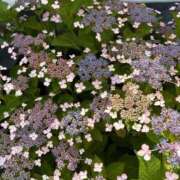 桃谷 なこ お知らせ しゃせきょっ!XX教育される制服女子たち