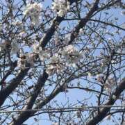 ヒメ日記 2026/03/30 17:53 投稿 沢口 りりこ La elf（ラ・エルフ）