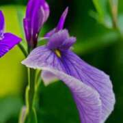 ヒメ日記 2025/06/11 18:12 投稿 みれい シェリーエンジェル