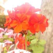 ヒメ日記 2025/06/17 14:50 投稿 みれい シェリーエンジェル