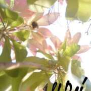 ヒメ日記 2025/06/21 16:20 投稿 みれい シェリーエンジェル