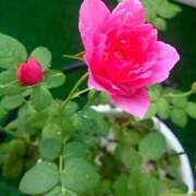 ヒメ日記 2025/06/25 23:17 投稿 みれい シェリーエンジェル