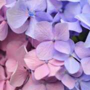 ヒメ日記 2025/06/28 16:42 投稿 みれい シェリーエンジェル