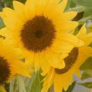 ヒメ日記 2025/07/03 08:00 投稿 みれい シェリーエンジェル