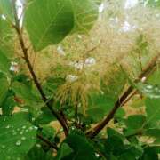 ヒメ日記 2025/07/16 07:40 投稿 みれい シェリーエンジェル