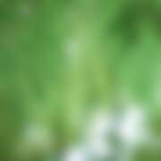 ヒメ日記 2025/07/17 13:30 投稿 みれい シェリーエンジェル