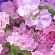 ヒメ日記 2025/08/05 02:06 投稿 みれい シェリーエンジェル