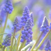 ヒメ日記 2025/08/11 13:33 投稿 みれい シェリーエンジェル