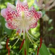 ヒメ日記 2025/08/12 22:51 投稿 みれい シェリーエンジェル