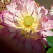 ヒメ日記 2025/08/16 22:16 投稿 みれい シェリーエンジェル