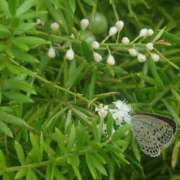 ヒメ日記 2025/08/19 10:35 投稿 みれい シェリーエンジェル