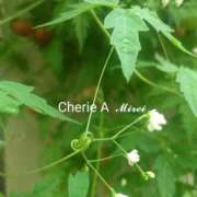 ヒメ日記 2025/08/20 22:11 投稿 みれい シェリーエンジェル