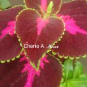 ヒメ日記 2025/08/24 15:55 投稿 みれい シェリーエンジェル