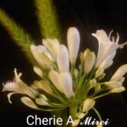 ヒメ日記 2025/09/05 07:30 投稿 みれい シェリーエンジェル