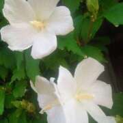 ヒメ日記 2025/09/10 12:30 投稿 みれい シェリーエンジェル