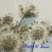 ヒメ日記 2025/09/14 13:40 投稿 みれい シェリーエンジェル