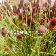 ヒメ日記 2025/09/15 12:21 投稿 みれい シェリーエンジェル