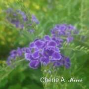 ヒメ日記 2025/09/18 22:06 投稿 みれい シェリーエンジェル