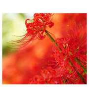 ヒメ日記 2025/09/23 20:02 投稿 みれい シェリーエンジェル