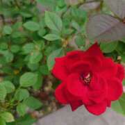 ヒメ日記 2025/10/19 11:30 投稿 みれい シェリーエンジェル