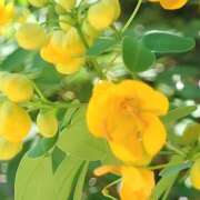 ヒメ日記 2025/11/03 19:23 投稿 みれい シェリーエンジェル