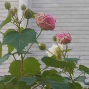 ヒメ日記 2025/11/20 07:30 投稿 みれい シェリーエンジェル