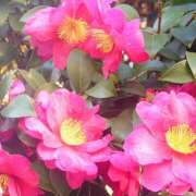 ヒメ日記 2026/01/15 19:32 投稿 みれい シェリーエンジェル