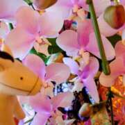 ヒメ日記 2026/01/19 15:20 投稿 みれい シェリーエンジェル