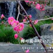 ヒメ日記 2026/02/01 22:50 投稿 みれい シェリーエンジェル