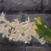 ヒメ日記 2026/02/14 12:19 投稿 みれい シェリーエンジェル